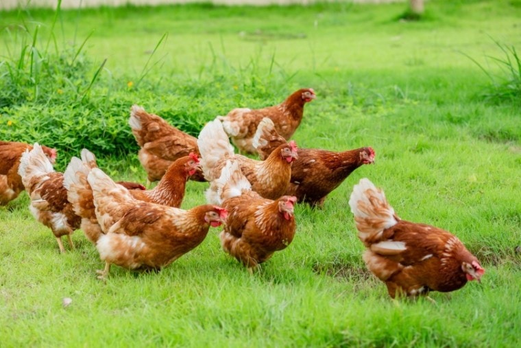 Chicken Lifespan: How Long Do They Live?