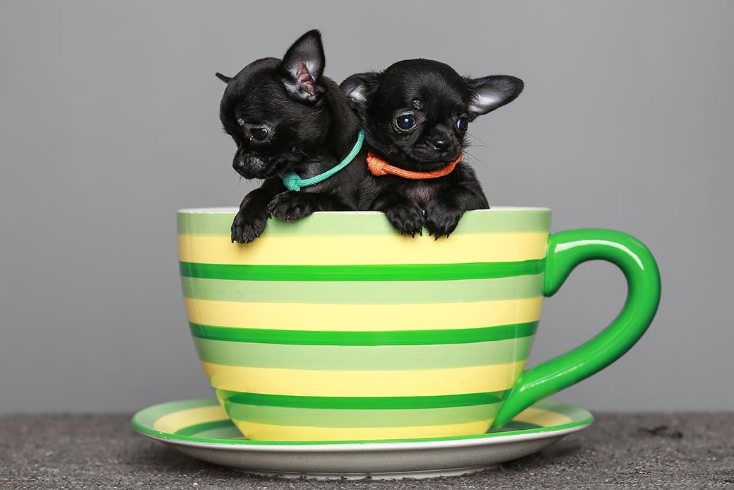 teacup puppies breeds