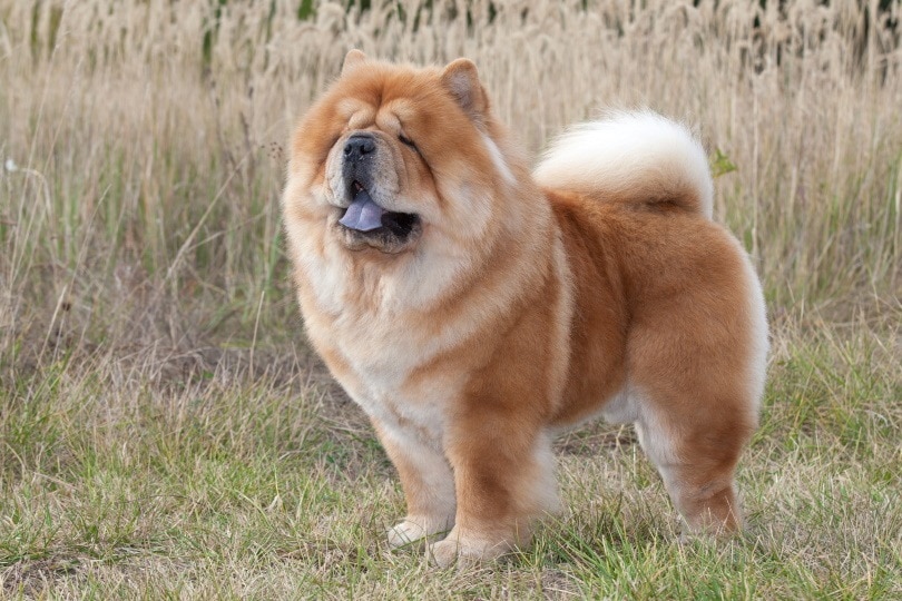 Dog Breeds with the Most Adoration (2022) chow chow_VKarlov_Shutterstock