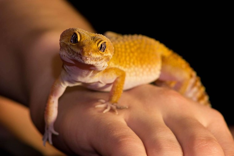 close up leopard gecko in person's hand