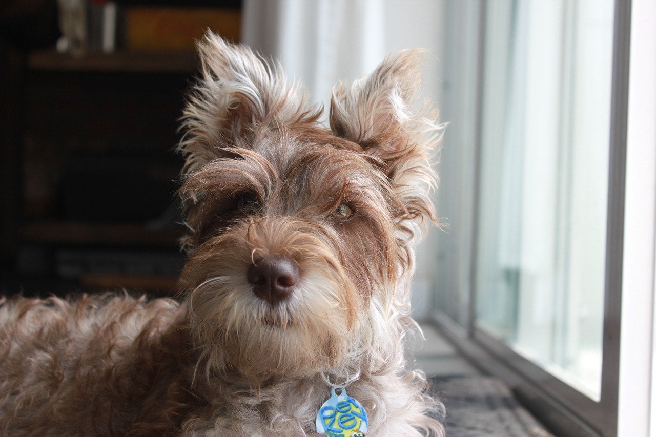 what are the small terrier breeds