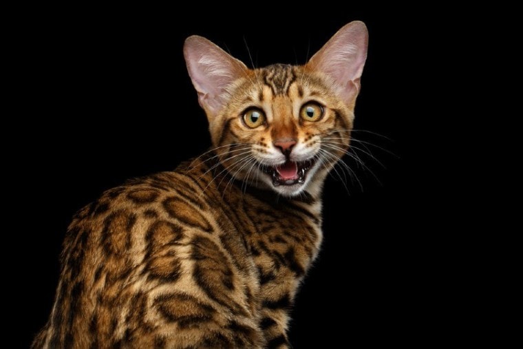 close-up of a Bengal kitten
