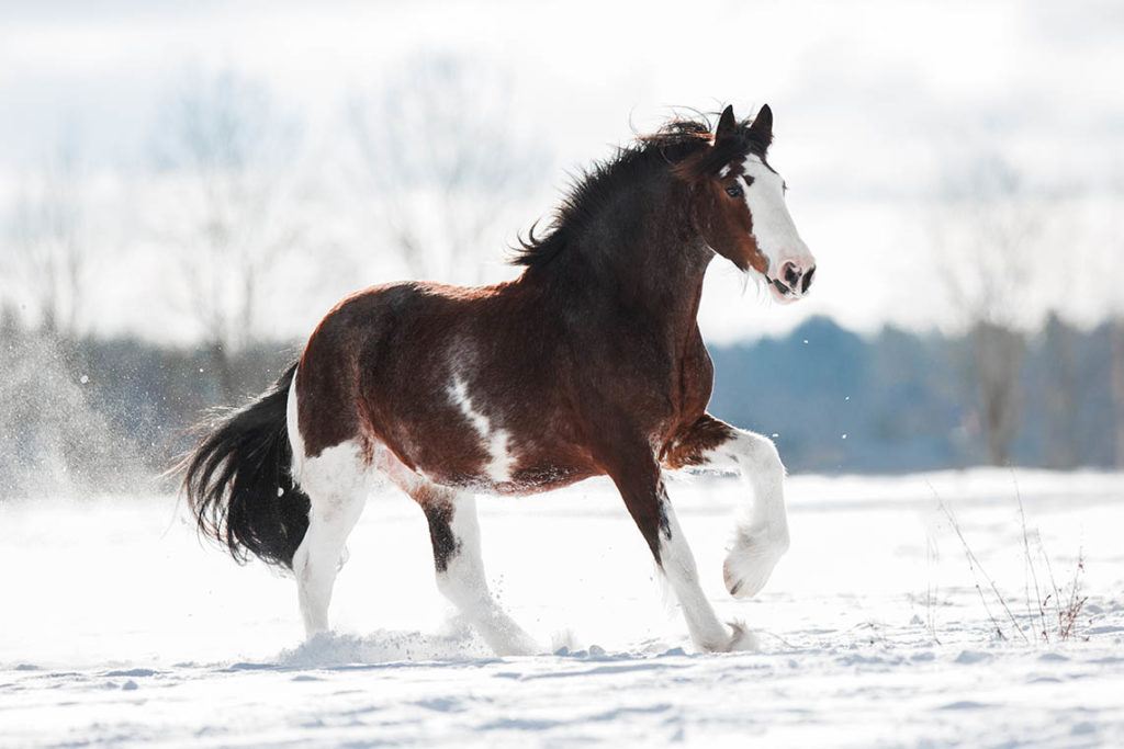 Clydesdale horse_ OlesyaNickolaeva, Shutterstock