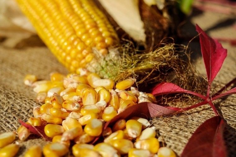 corn-kernels2-pixabay