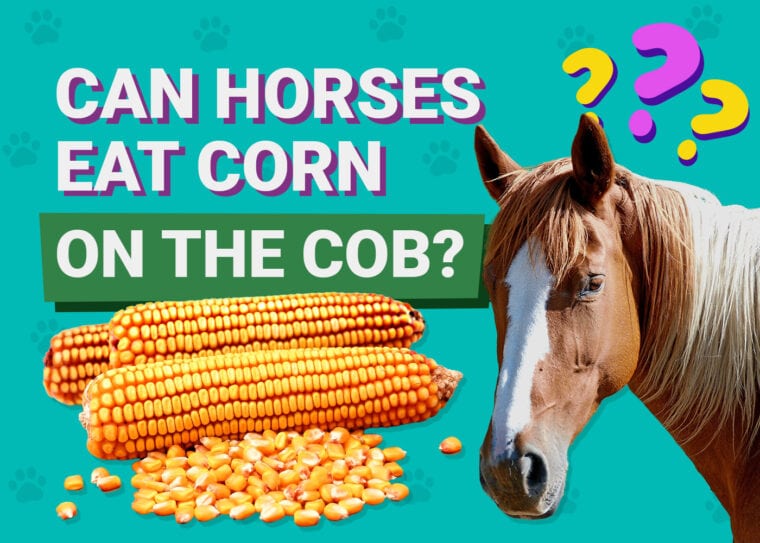 Can horses eat corn-on-the-cob