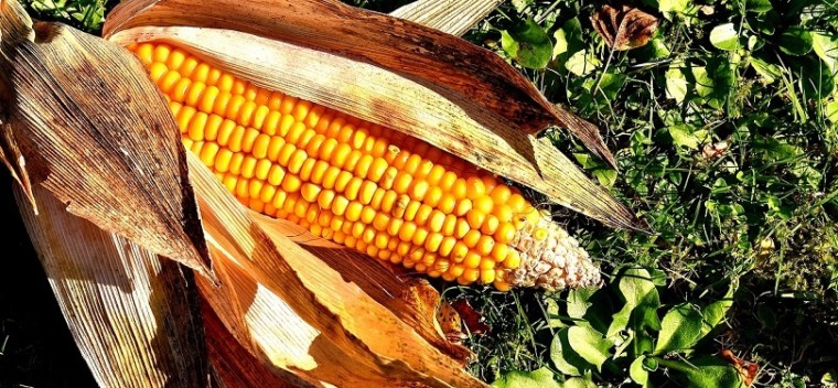 corn-on-the-cob-pixabay