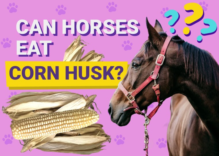 Can horses eat cornhusk