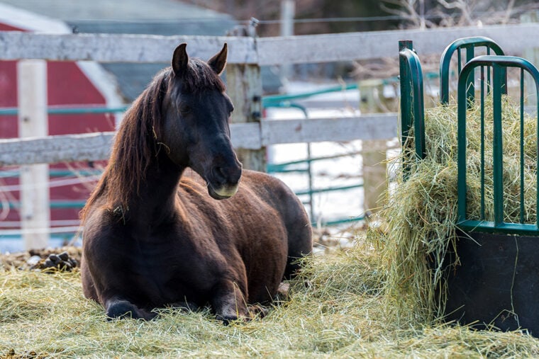 dark horse beside a hay feeder