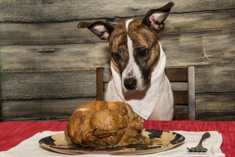 dog and turkey dish