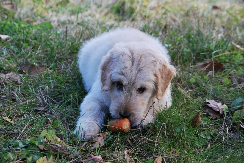 dog-with-carrot