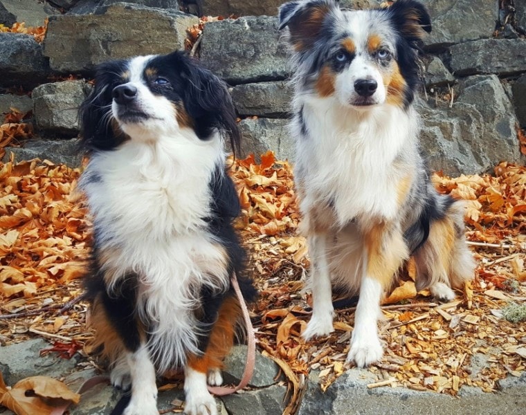 cute collies male and female