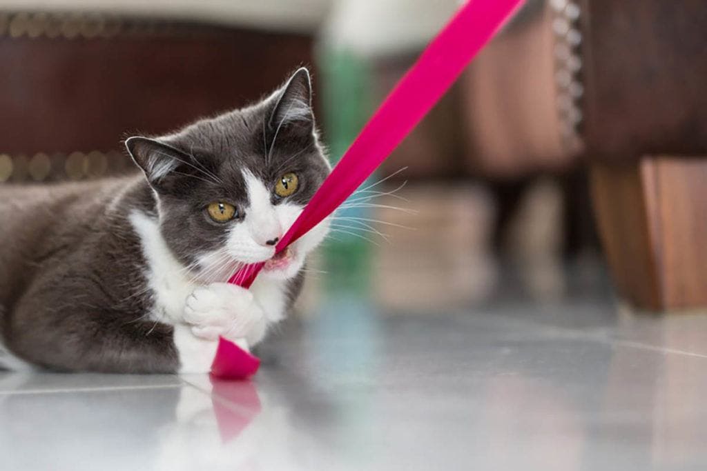 domestic shorthair cat biting into a pink ribbon