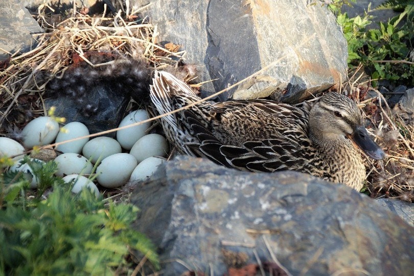 How Often Do Ducks Lay Eggs? Everything You Need to Know! | Pet Keen