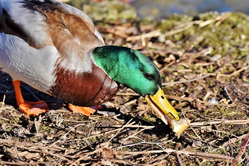 duck mallard_ Capri23auto_Pixabay