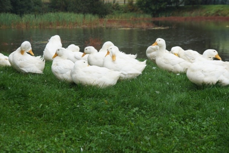 ducks on grass_ Joachim Süß_Pixabay