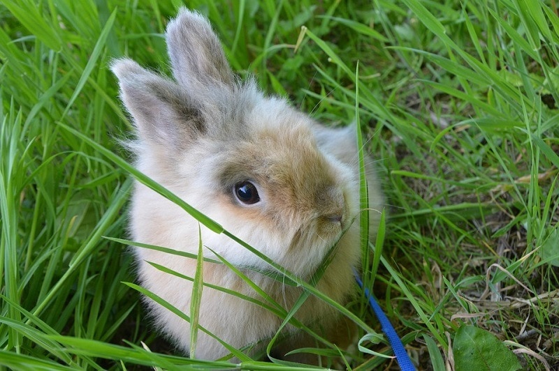 Dwarf Angora Rabbit: Care Guide, Varieties, Lifespan & More (with ...