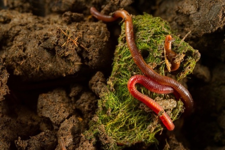 earthworms in fertile soil