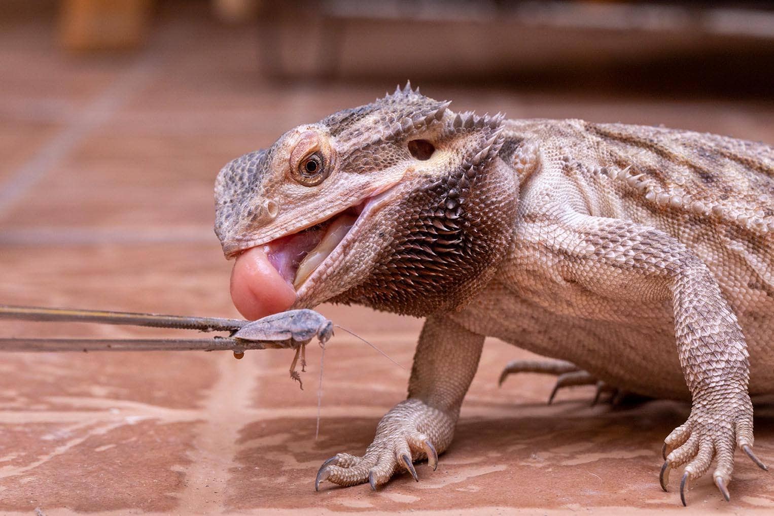 feeding cricket to a bearded dragon Murilo Mazzo Shutterstock