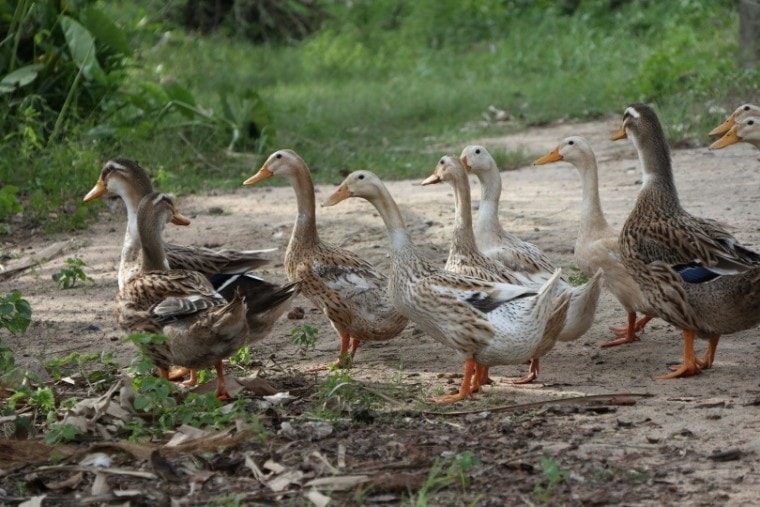 flock of ducks_Kim Loan Nguyen thi_Pixabay