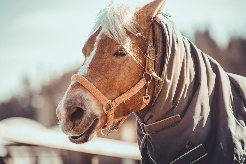 gelding-horse_vprotastchik_shutterstock