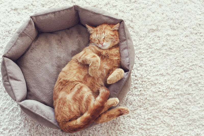 ginger cat sleeping in bed