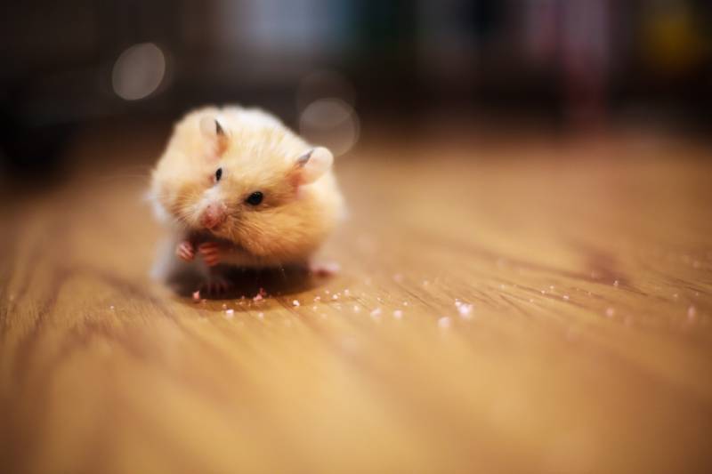 golden hamster keeping food in elongated spacious cheek