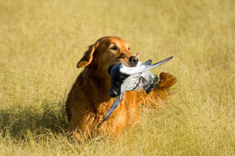 12 Bird Hunting Dog Breeds You Should Know About (with Pictures) | Pet Keen