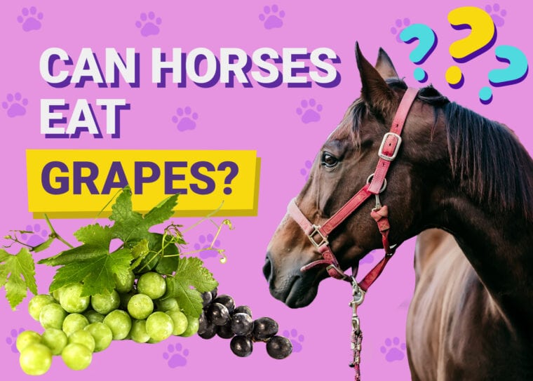 Can horses eat grapes