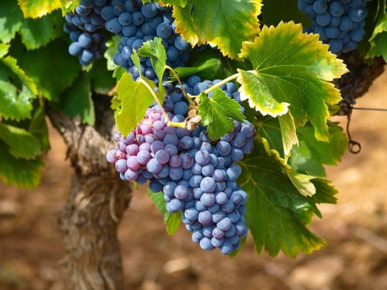 grapes in the vine