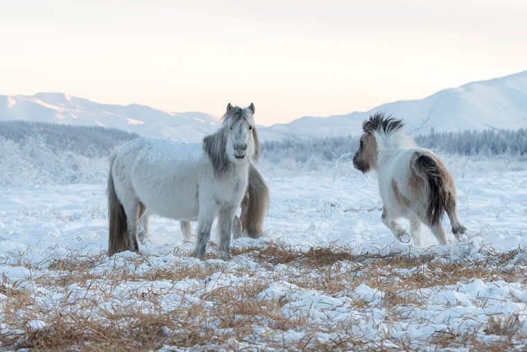 group of Yakut horses in winter