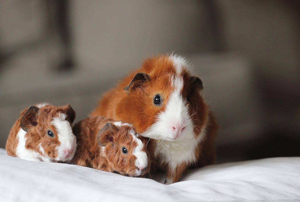guinea pig and its babies