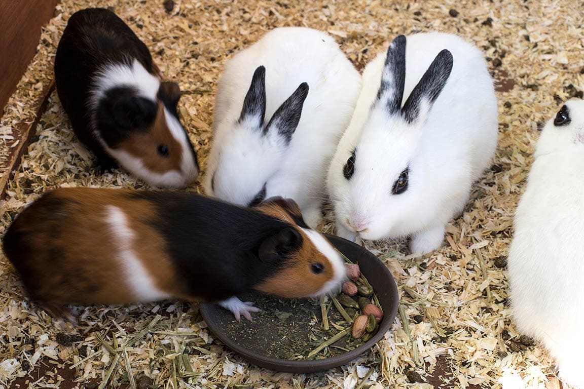 guinea pig eating rabbit food
