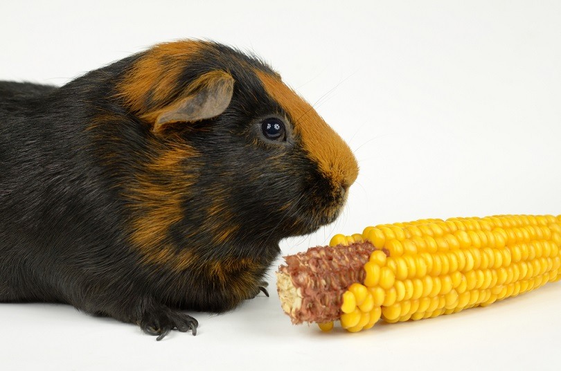 guinea-pig-nibbles-corncob_PHOTO-FUN_shutterstock