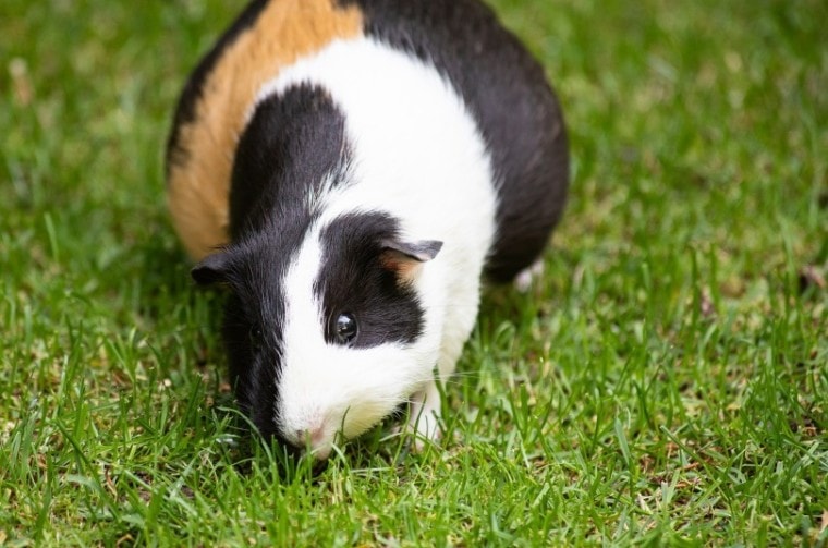 guinea pig pregnant_minka2507_Pixabay