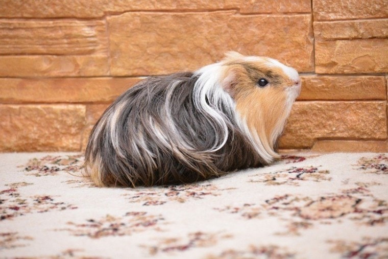 Is There Pet Insurance for Guinea Pigs? (2022 Update)