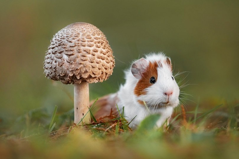 guinea-pig-sitting-under-a-mushroom_Rita_kocmarjova_shutterstock