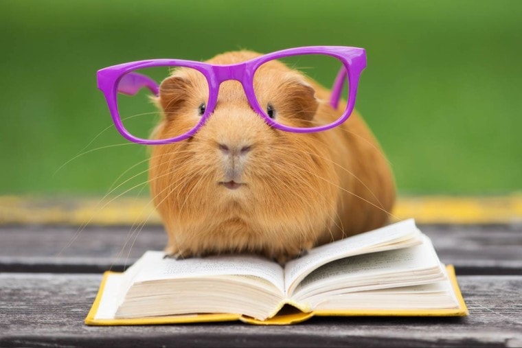 Are Guinea Pigs Smart? 6 Fascinating Facts | Pet Keen