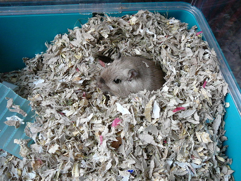 hides for hamsters