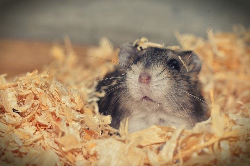 hamster bedding1_ Martin Javorek_Pixabay