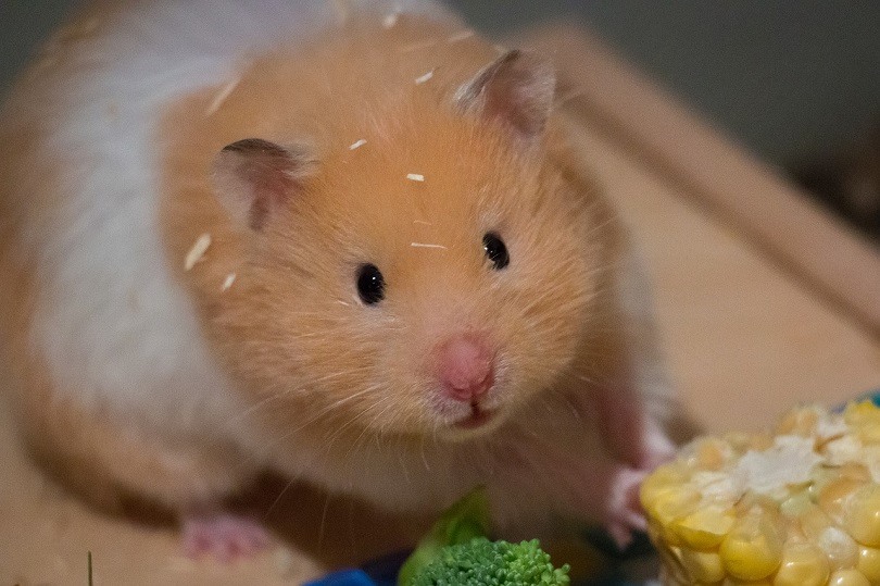 hamster-eating-pixabay