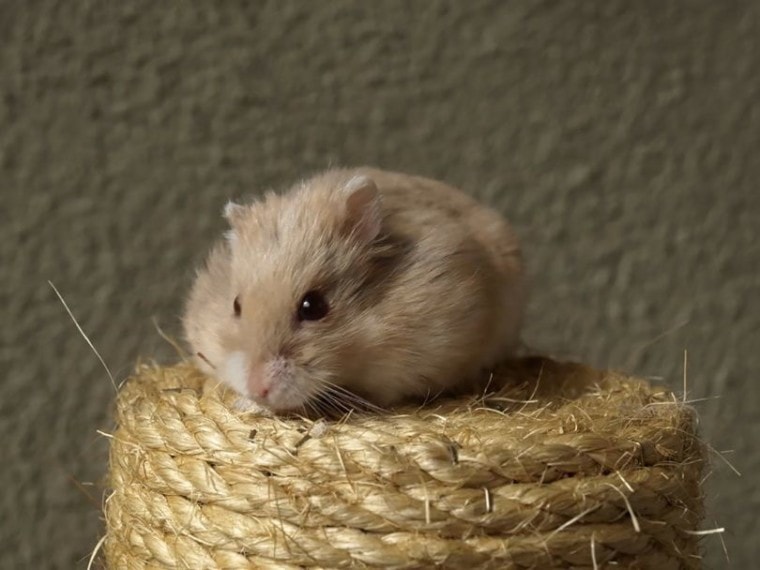hamster on rope