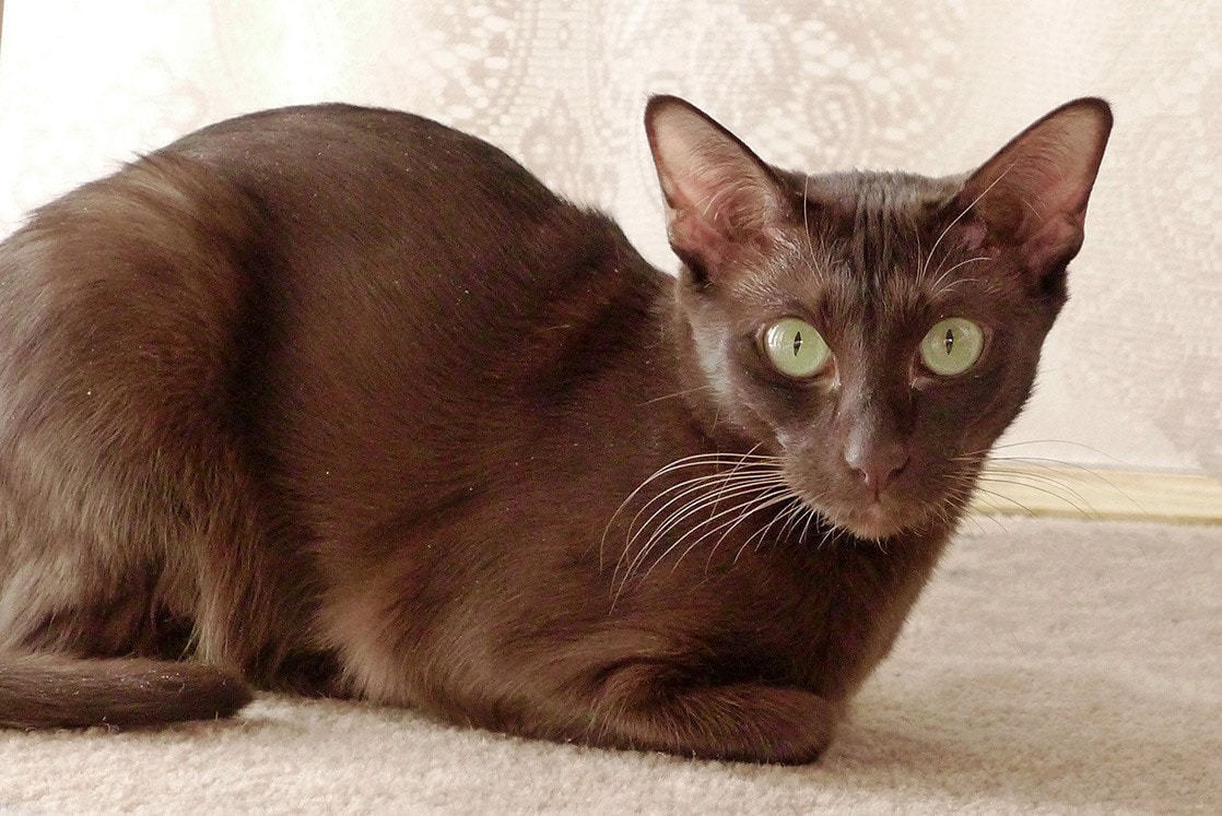 7 Brown Cat Breeds (with Pictures) | Pet Keen