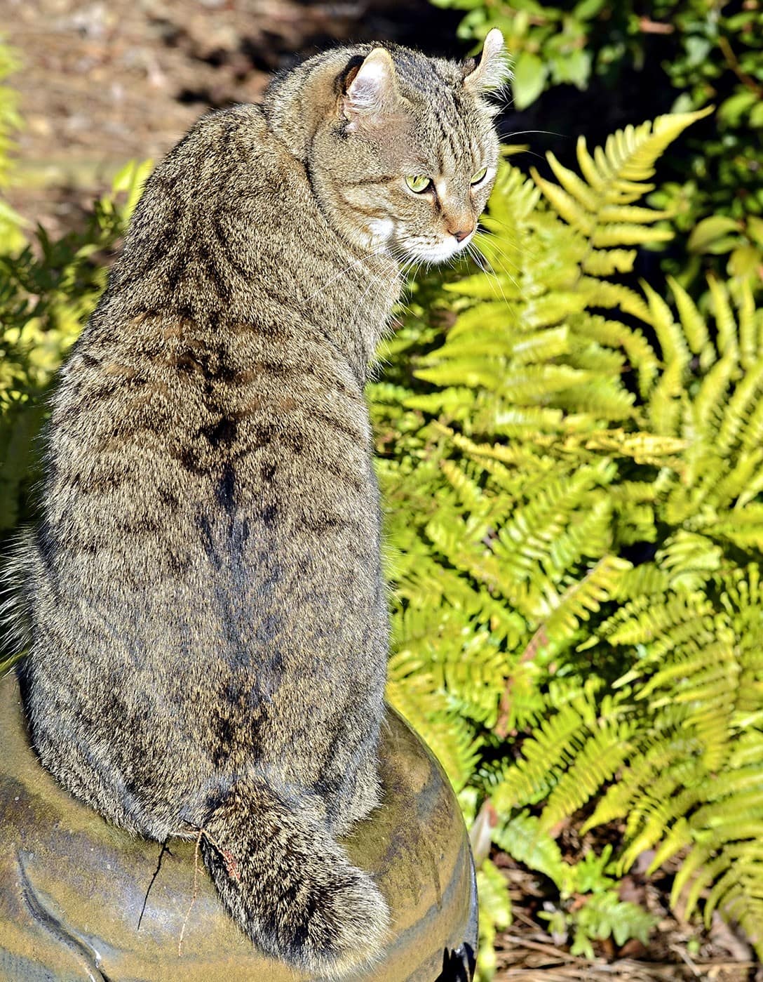 highlander cat in the garden
