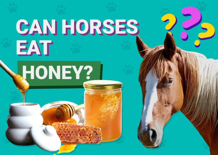 Can horses eat honey