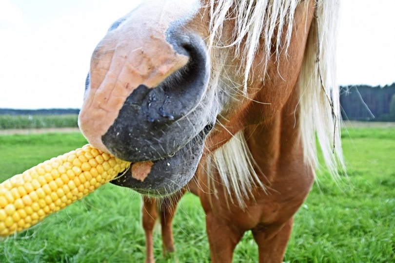horse-eating-corn_maddas_shutterstock