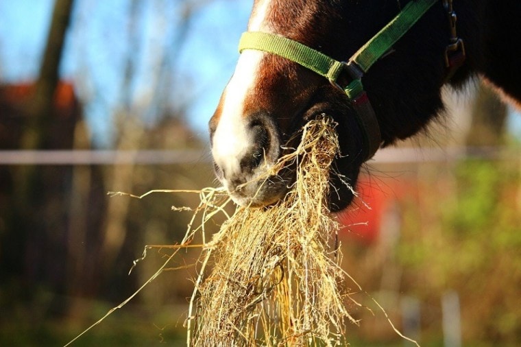 horse eating hay DIY horse hay feeder