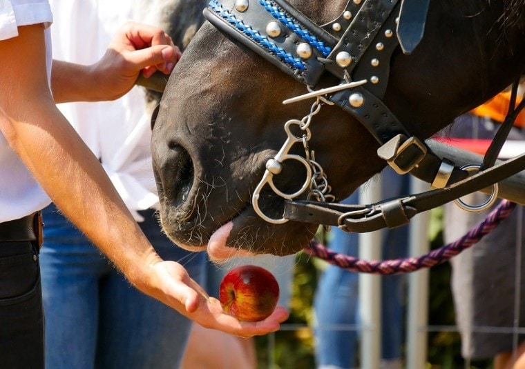 horse eating-pixabay