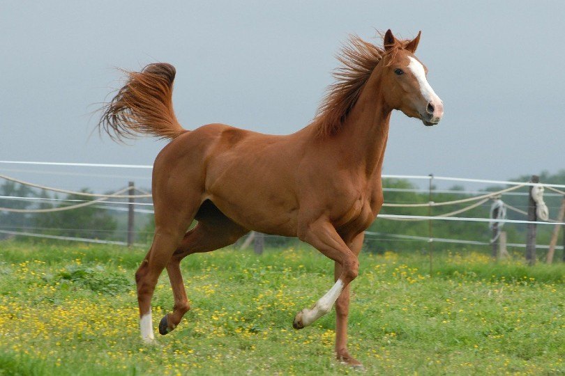 horse galloping in the field