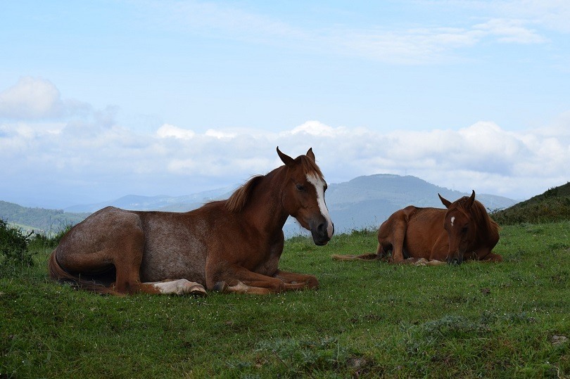 horses-lying down-pixabay