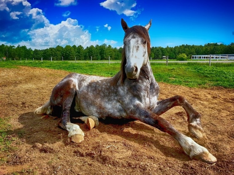 horses-lying-down_Pixabay
